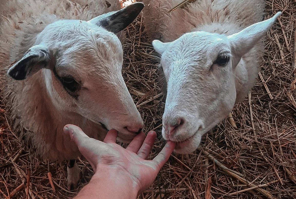 Conexión con la tierra
